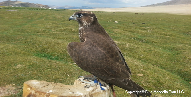 Active Adventure Safari Tour Highlights Mongolia Jeep Travel Image 26