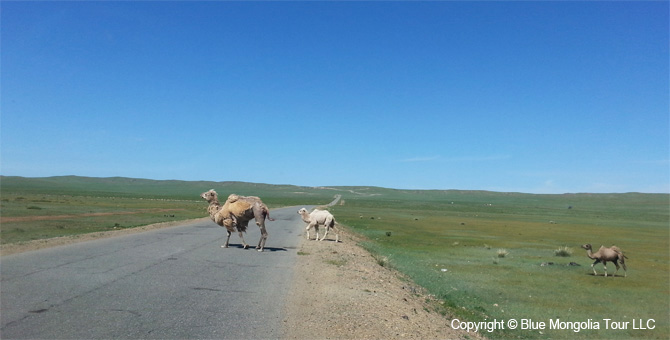 Active Adventure Safari Tour Highlights Mongolia Jeep Travel Image 5