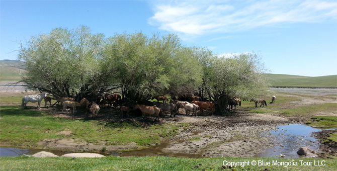 Active Adventure Safari Tour Highlights Mongolia Jeep Travel Image 6