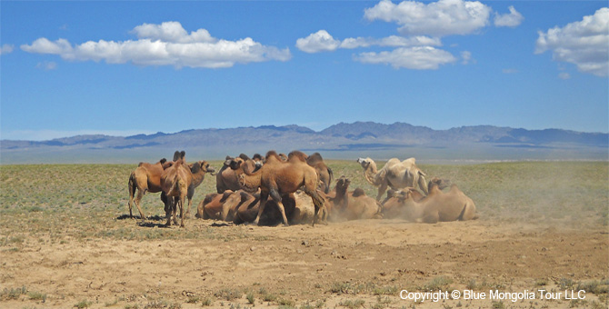 Active Adventure Safari Tour Highlights Mongolia Jeep Travel Image 8
