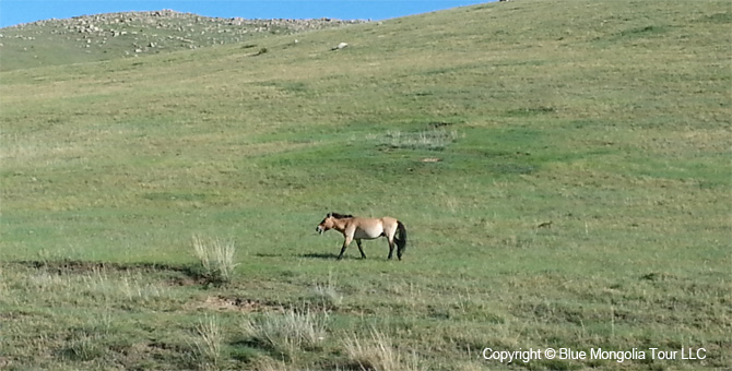 Mongolia Discovery Tours Beautiful Mongolia Travel Image 01