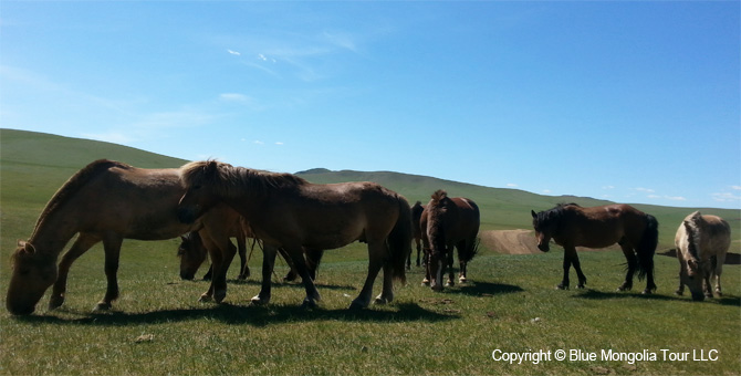 Mongolia Discovery Tours Beautiful Mongolia Travel Image 4