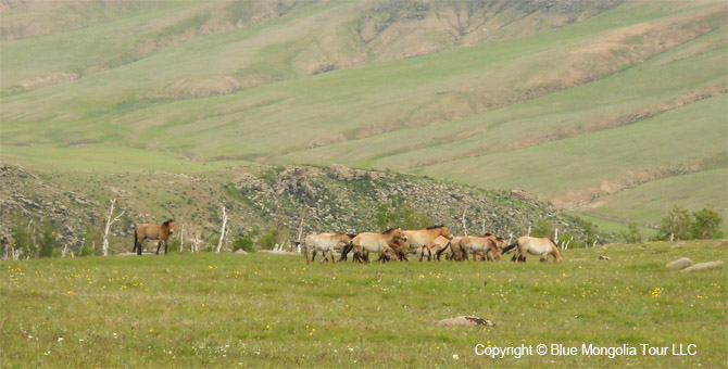 Mongolia Discovery Tours Central Part of Mongolia Travel Image 01