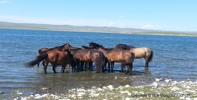 Mongolia Discovery Tours Central Part of Mongolia Travel Image 14