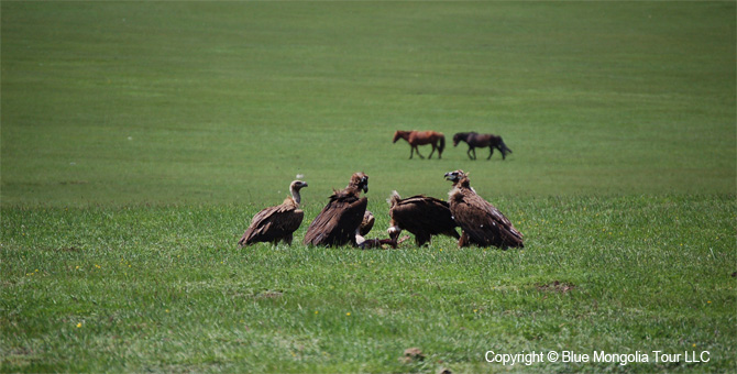 Mongolia Discovery Tours Mongolia Classic Tour Image 10