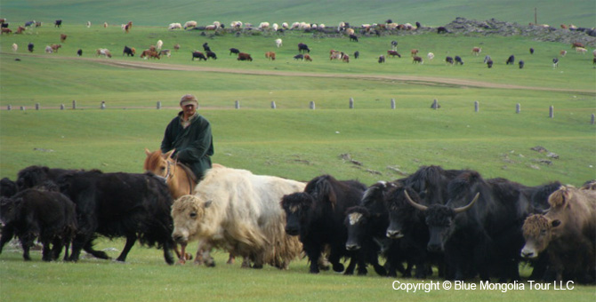 Mongolia Discovery Tours Mongolia Complete Travel Image 15
