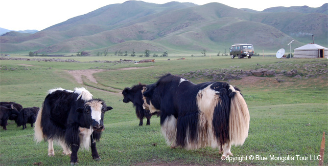 Mongolia Discovery Tours Mongolia Complete Travel Image 28