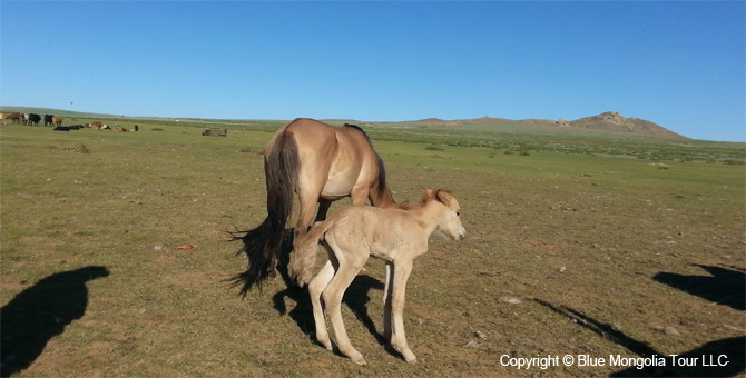 Mongolia Discovery Travel Come to Mongolian Nomads tour Image 2