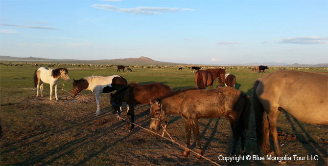 Mongolia Discovery Travel Come to Mongolian Nomads tour Image 9