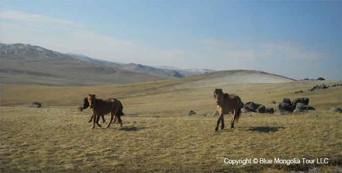 Mongolia Discovery Travel Discover Mongolia Tour Image 10