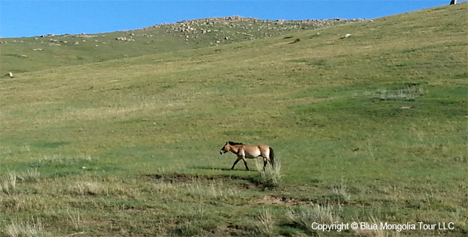 Mongolia Discovery Travel Discover Mongolia Tour Image 6