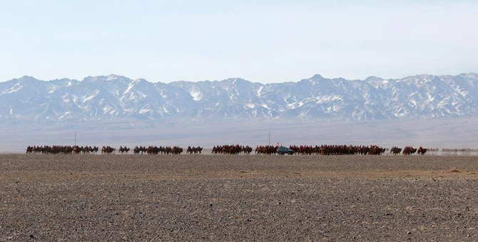 Tour Festival Enjoy Camel Festival Travel Image 3