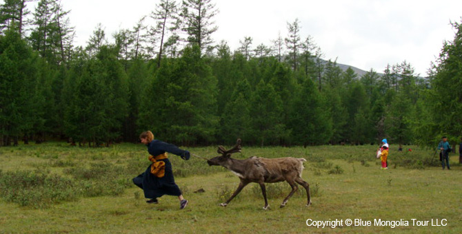 Tour Festival Enjoy Tour Reindeer Festival Travel Image 4