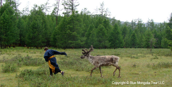 Tour Festival Enjoy Tour Reindeer Festival Travel Image 5