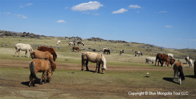 Tour Short Day Tour Khangai Mt National Park Image 6