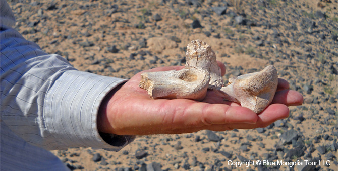 Tour Homestay Mongolia Tour Homestay Camel Breeder Family Image 15