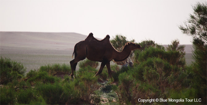 Tour Homestay Mongolia Tour Homestay Camel Breeder Family Image 3