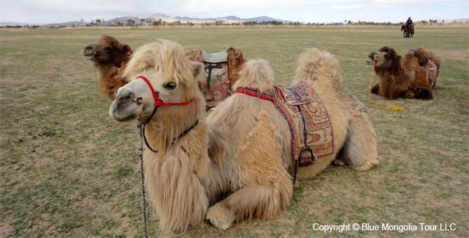 Tour Homestay Mongolia Tour Homestay Camel Breeder Family Image 8