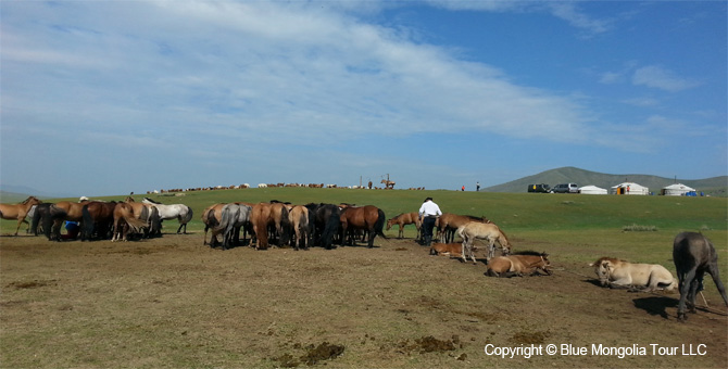 Tour Homestay Mongolia Tour Homestay Horse Breeder Family Image 01