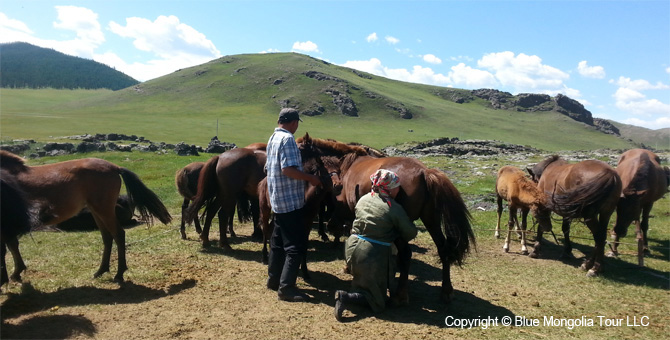 Tour Homestay Mongolia Tour Homestay Horse Breeder Family Image 3