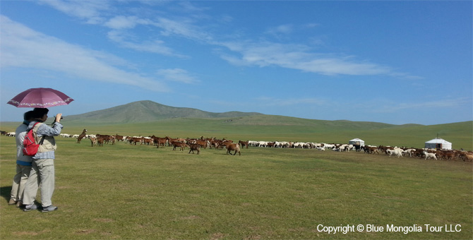 Tour Homestay Mongolia Tour Homestay Sheep Herder Family Image 2