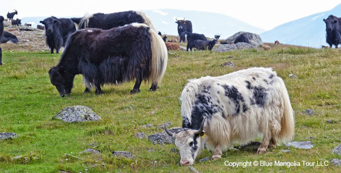 Tour Homestay Mongolia Tour Homestay Yak Herder Family Image 2