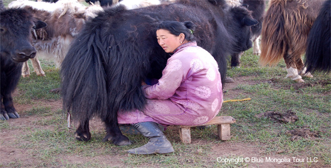 Tour Homestay Mongolia Tour Homestay Yak Herder Family Image 4