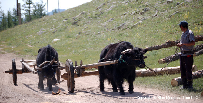 Tour Homestay Mongolia Tour Homestay Yak Herder Family Image 9