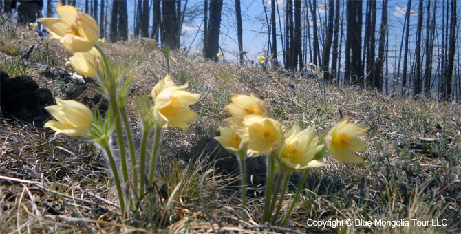 Tour Nature Outdoor Camp Tours All Around Mongolia Image 15