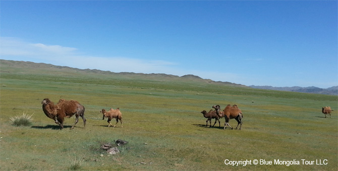 Tour Nature Outdoor Camp Tours All Around Mongolia Image 25