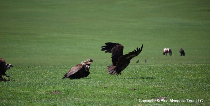 Tour Nature Outdoor Camp Tours All Around Mongolia Image 8