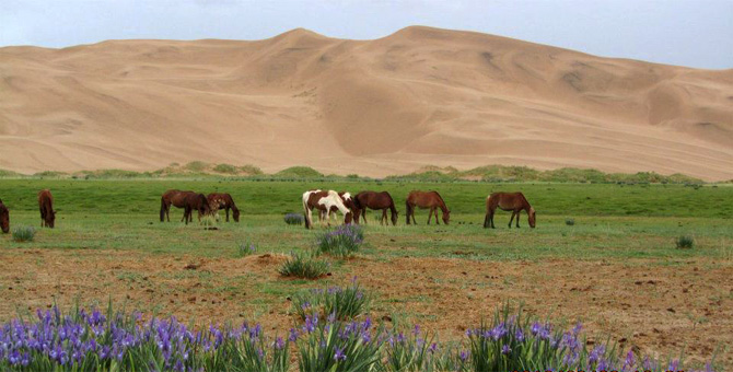 Tour Riding Active Travel Camel Caravan in Gobi Desert Image 2