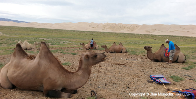 Tour Riding Active Travel Camel Caravan in Gobi Desert Image 4
