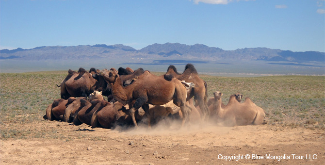 Tour Riding Active Travel Camel Caravan in Gobi Desert Image 6