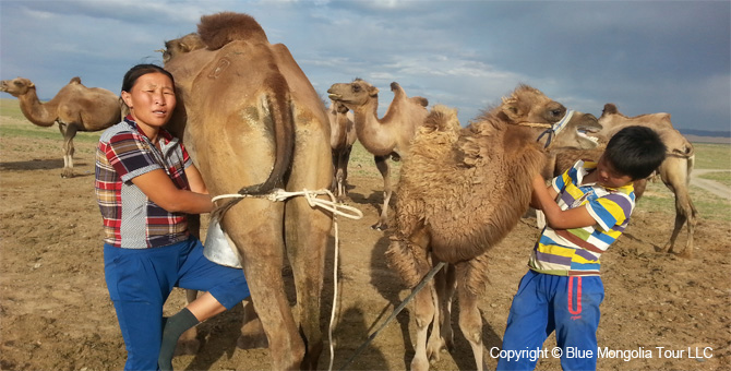 Tour Riding Active Travel Camel Caravan in Gobi Desert Image 8