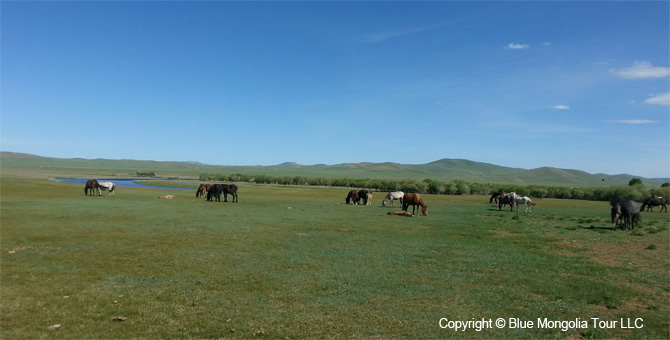 Tour Riding Active Travel Horse Riding Khangai Park Image 11