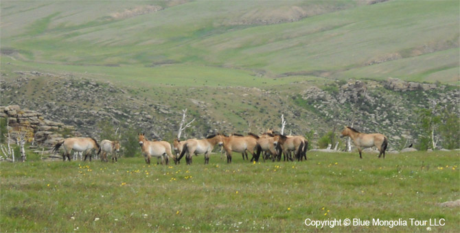 Tour Riding Active Travel Horse Riding Khangai Park Image 2