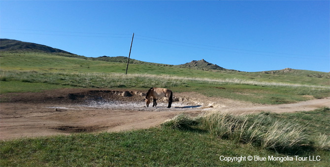 Tour Riding Active Travel Horse Riding Khangai Park Image 3