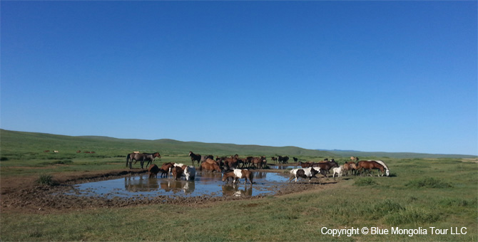 Tour Riding Active Travel Horse Riding Khangai Park Image 4