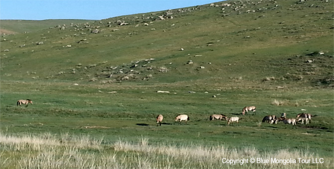 Tour Riding Active Travel Horseback Riding In Mongolia Image 7