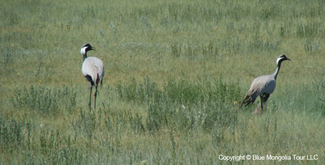 Tour Short Day Tour Gun Galuutai National Park Image 4