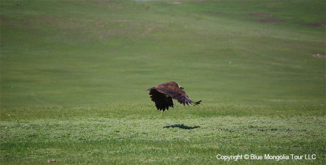 Tour Short Day Tour Wild Horses National Park Image 10