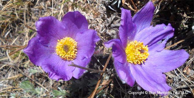 Tour Special Interest Wild Flowers In Mongolia Image 01