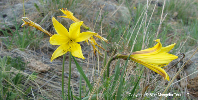 Tour Special Interest Wild Flowers In Mongolia Image 11