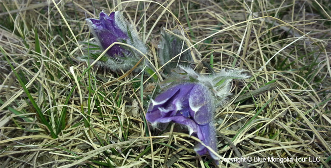 Tour Special Interest Wild Flowers In Mongolia Image 13