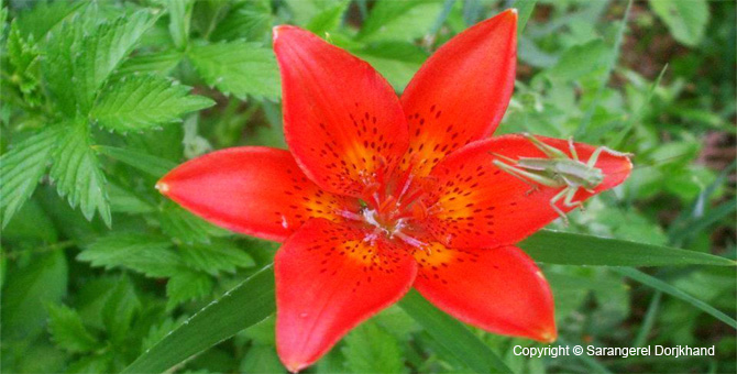 Tour Special Interest Wild Flowers In Mongolia Image 14