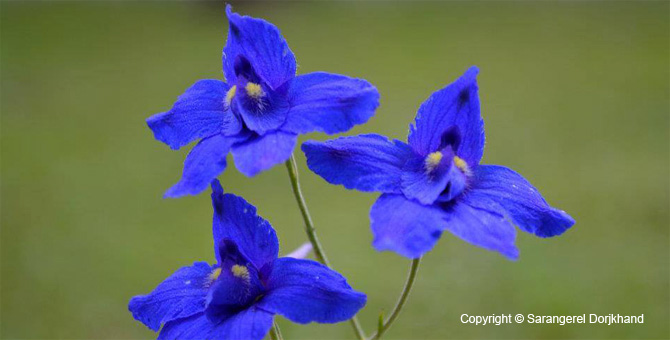 Tour Special Interest Wild Flowers In Mongolia Image 15