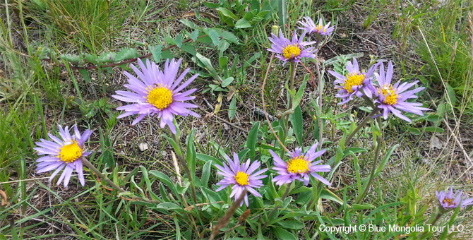 Tour Special Interest Wild Flowers In Mongolia Image 16