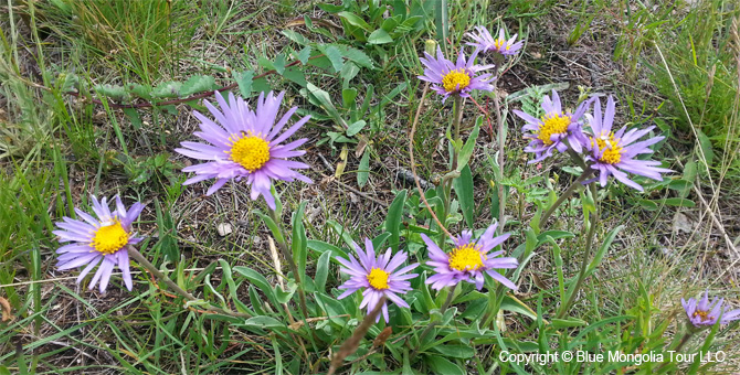 Tour Special Interest Wild Flowers In Mongolia Image 16