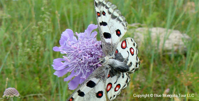 Tour Special Interest Wild Flowers In Mongolia Image 18